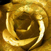 Xxl Wandbild Goldene Rose Querformat Zoom