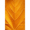 Xxl Wandbild Goldenes Blatt Hochformat Motivvorschau