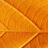 Xxl Wandbild Goldenes Blatt Querformat Zoom