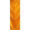 Xxl Wandbild Goldenes Blatt Schmal Motivvorschau