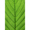 Xxl Wandbild Gruene Blattadern Hochformat Motivvorschau