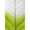 Xxl Wandbild Gruenes Blatt Hochformat Motivvorschau