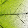 Xxl Wandbild Gruenes Blatt Hochformat Zoom
