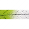 Xxl Wandbild Gruenes Blatt Panorama Motivvorschau
