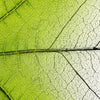 Xxl Wandbild Gruenes Blatt Panorama Zoom