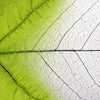 Xxl Wandbild Gruenes Blatt Quadrat Motivvorschau