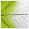 Xxl Wandbild Gruenes Blatt Quadrat Produktvorschau Frontal