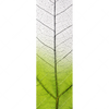 Xxl Wandbild Gruenes Blatt Schmal Motivvorschau