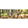 Xxl Wandbild Gruppe Rotwild Panorama Motivvorschau