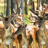 Xxl Wandbild Gruppe Rotwild Panorama Zoom