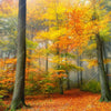 Xxl Wandbild Herbstfarben Im Nebligen Wald Quadrat Motivvorschau