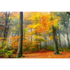 Xxl Wandbild Herbstfarben Im Nebligen Wald Querformat Motivvorschau