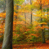 Xxl Wandbild Herbstfarben Im Nebligen Wald Schmal Zoom