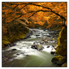 Xxl Wandbild Herbstlandschaft Am Fluss Quadrat Produktvorschau Frontal