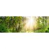 Xxl Wandbild Herbstlicher Wald Panorama Motivvorschau