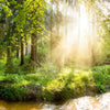 Xxl Wandbild Herbstlicher Wald Quadrat Motivvorschau