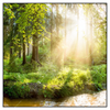 Xxl Wandbild Herbstlicher Wald Quadrat Produktvorschau Frontal