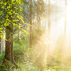 Xxl Wandbild Herbstlicher Wald Quadrat Zoom