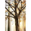 Xxl Wandbild Herbstspaziergang Hochformat Motivvorschau