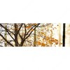 Xxl Wandbild Herbstspaziergang Panorama Motivvorschau