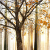Xxl Wandbild Herbstspaziergang Quadrat Motivvorschau