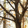 Xxl Wandbild Herbstspaziergang Querformat Zoom
