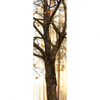 Xxl Wandbild Herbstspaziergang Schmal Motivvorschau