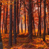 Xxl Wandbild Herbstwald Quadrat Motivvorschau