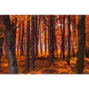 Xxl Wandbild Herbstwald Querformat Motivvorschau