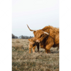 Xxl Wandbild Highlander Familie Hochformat Motivvorschau