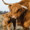 Xxl Wandbild Highlander Familie Hochformat Zoom