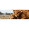 Xxl Wandbild Highlander Familie Panorama Motivvorschau