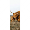 Xxl Wandbild Highlander Familie Schmal Motivvorschau