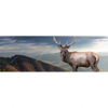 Xxl Wandbild Hirsch In Der Herbstzeit Panorama Motivvorschau