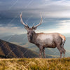 Xxl Wandbild Hirsch In Der Herbstzeit Quadrat Motivvorschau