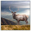 Xxl Wandbild Hirsch In Der Herbstzeit Quadrat Produktvorschau Frontal