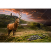 Xxl Wandbild Hirsch In Gebirgslandschaft Querformat Motivvorschau