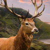 Xxl Wandbild Hirsch In Gebirgslandschaft Querformat Zoom