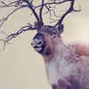 Xxl Wandbild Hirsch Wald No 1 Hochformat Zoom