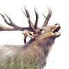 Xxl Wandbild Hirsch Wald No 2 Quadrat Zoom