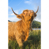 Xxl Wandbild Hochland Bulle Hochformat Motivvorschau