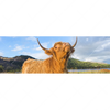 Xxl Wandbild Hochland Bulle Panorama Motivvorschau