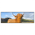 Xxl Wandbild Hochland Bulle Panorama Produktvorschau Frontal