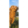 Xxl Wandbild Hochland Bulle Schmal Motivvorschau