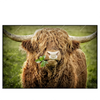 Xxl Wandbild Hochland Rind Mit Nasenring Querformat Produktvorschau Frontal