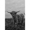 Xxl Wandbild Hochland Rind Schwarz Weiss Hochformat Motivvorschau