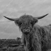 Xxl Wandbild Hochland Rind Schwarz Weiss Hochformat Zoom