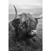 Xxl Wandbild Hochland Rind Schwarz Weiss No 2 Hochformat Motivvorschau