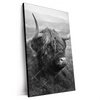 Xxl Wandbild Hochland Rind Schwarz Weiss No 2 Hochformat Produktvorschau Seitlich
