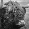 Xxl Wandbild Hochland Rind Schwarz Weiss No 2 Hochformat Zoom